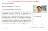 V22: involvement of microRNAs in GRNs WS 2014/15 - lecture 22 1 Bioinformatics III What are microRNAs? How can one identify microRNAs? What is the function.
