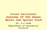 Cross-Sectional Anatomy of the Human Brain and Spinal Cord Dr. G.C.Gaik Department of Anatomical Sciences.