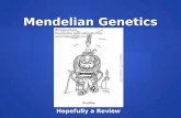 Mendelian Genetics Hopefully a Review. Gregor Mendel German/Austrian monk in the mid 1800s Father of genetics, heredity  Mendel's Laws Tested the properties.