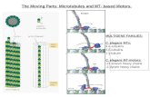 The Moving Parts: Microtubules and MT- based Motors. MULTIGENE FAMILIES: C. elegans MTs: 9 α–tubulins 6 β-tubulins 1 γ-tubulin C. elegans MT-motors: -21.