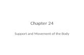 Chapter 24 Support and Movement of the Body. Human Skin Your skin is one of your body’s major defenses. Few disease causing organisms can penetrate your.