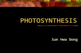 PHOTOSYNTHESIS Sun Hwa Dong. Photosynthesis Produces organic substances Uses light Energy, Simple inorganic substances Light Energy to Chemical Energy.