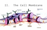 II. The Cell Membrane. A. Cell Membrane Function 1.Transport Proteins are selectively permeable- regulate what materials enter and exit the cell 2.Enzymes.