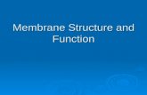 Membrane Structure and Function. Membrane Function  Membranes organize the chemical activities of cells.  The outer plasma membrane forms a boundary