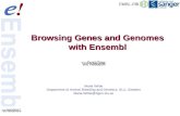 1 of 42 Browsing Genes and Genomes with Ensembl Maria Wilbe Department of Animal Breeding and Genetics, SLU, Sweden Maria.Wilbe@hgen.slu.se.