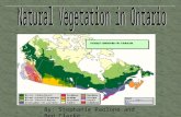 By: Stephanie Paolone and Ben Clarke. The Natural Vegetation Regions that are part of the Ontario Region are: Tundra Boreal Forest Boreal Shrubs Mixed.