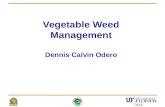 Dennis Calvin Odero Vegetable Weed Management. Vegetable production Important to the economy of Palm Beach County −Lettuce, sweet corn, green beans, celery.