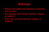 Bellringer What is the difference between a bacteria and a virus? Are bacteria and viruses harmful, helpful, or neither? If so, how are they harmful, helpful,