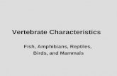 Vertebrate Characteristics Fish, Amphibians, Reptiles, Birds, and Mammals.