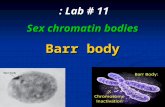 Lab # 11 : Sex chromatin bodies Barr body. OrganismNo. chromosomes Human46 Human46 Chimpanzee48 Chimpanzee48 Dog78 Dog78 Horse64 Horse64 Chicken78 Chicken78.