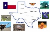 South Texas Major Cities: *Houston *San Antonio.