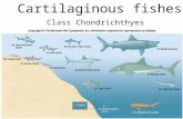 Cartilaginous fishes Class Chondrichthyes. Marine Fishes Class Chondrichthyes – Cartilaginous fishes; with about 1000 different species, they include.