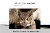 Power Point by Tam-Hao Master Flyer.  The scientific name for a Great Horned Owl is Stringiformes  There are 140 different types of owls  Owls are.