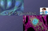 Cell Organelles. Cell Organelles Organelle= “little organ” Are mainly found only inside eukaryotic cells – exception is the ribosome – found in prokaryotes.