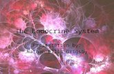 The Endocrine System Presentation by: Nathon Ellis Grigsby.