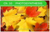 Ch. 10 PHOTOSYNTHESIS. History Jan Van Helmont Mass of plant, container and soil, document mass of water – new growth was greater Joseph Priestley Mint.