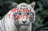 White Tigers. Habitat White tigers live in dense jungle’s and mangrove swamp’s located in the Indian subcontinent.