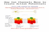 How Ion Channels Move to Create Action Potentials.
