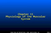 Mosby items and derived items © 2007, 2003 by Mosby, Inc.Slide 1 Chapter 11 Physiology of the Muscular System.