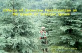 Effects of Intensive Fertilization on the Growth of Interior Spruce Presentation to: Interior Fertilization Working Group February 5/13 (revised March.