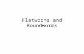 Flatworms and Roundworms. ANCESTRAL PROTIST Porifera Ctenophora Cnidaria Acoela True Tissues Metazoa Eumetazoa Bilateria Hemichordata Echinodermata Chordata.