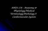AMA 178 - Anatomy & Physiology/Medical Terminology/Pathology 9 Cardiovascular System.