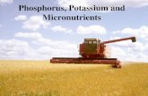 Phosphorus, Potassium and Micronutrients. Importance of Phosphorous Phosphorus is the 2 nd most often deficient nutrient Importance for plant nutrition: