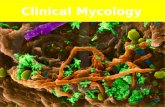 Clinical Mycology. Distribution of microorganisms Air Soil Water Animals Human body.