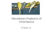 Mendelian Patterns of Inheritance Chapter 11. 11.1 Gregor Mendel Known as "The Father of Genetics" for his experiments on pea plants which established