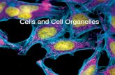 Cells and Cell Organelles. Cells and Organelles Cells are the basic “living” unit in an organism that has structure function organization Organelles are