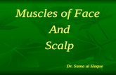 Muscles of Face And Scalp Dr. Sama ul Haque. Objectives Explain the muscle of scalp with their origin, insertion, nerve supply and action. Identify the.