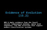 Evidence of Evolution [15.2] SPI 5 Apply evidence from the fossil record, comparative anatomy, amino acid sequences, and DNA structure that support modern.