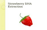Strawberry DNA Extraction. DNA: Basics Deoxyribonucleic acid Genetic material ◦ Chain of molecules linked together ◦ DNA contains instructions for traits.