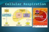 Pp 69 – 73 & 217 - 237 Define cell respiration Cell respiration is the controlled release of energy from organic compounds in cells to form ATP Glucose.