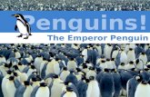 The Emperor Penguin. Scientific Name: –Aptenodytes forsteri Lives in Antarctica Tallest and heaviest of all penguin species –48 inches –48 – 82 pounds.