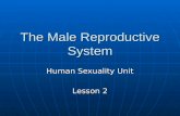 The Male Reproductive System Human Sexuality Unit Lesson 2.