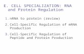 E. CELL SPECIALIZATION: RNA and Protein Regulation 1.nRNA to protein (review) 2.Cell-Specific Regulation of mRNA Production 3.Cell-Specific Regulation.