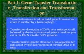 Part I: Gene Transfer Transduction,Transfection and Transformation Transduction-transfer of bacterial gene from one bacterium to another by a bacteriophage.