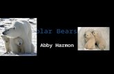Polar Bears Abby Harmon. World’s Largest Predators Where can I be found? – Artic – U.S.( Alaska) – Canada – Russia – Denmark(Greenland) – Norway.