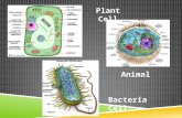 Plant Cell Animal Bacteria Cell. CELL STRUCTURE AND FUNCTION NOTES Organelles: What you should know Organelles: What you should know Inner Life of a Cell