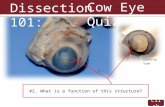 Click Dissection 101: Cow Eye Quiz #1. Name the structure indicated. #2. What is a function of this structure? Close-up view.
