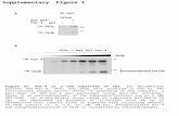Supplementary Figure 1 B 32 P-Par-4 75 CK2  + Rat GST-Par-4 CK2 CK2  - + + - CK2  Rat GST-Par-4 35 S-CK2  35 S-CK2  GST A IP:GST 32 P-CK2  Autophosphorylation.