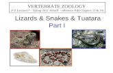 Lizards & Snakes & Tuatara Part I VERTEBRATE ZOOLOGY (VZ Lecture17 – Spring 2012 Althoff - reference PJH Chapters 13 & 14)