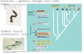 Copyright © 2005 Pearson Education, Inc. publishing as Benjamin Cummings Oldest multicellular fossil Oldest fossil prokaryotic cell Evolution – genetic.