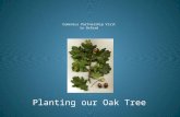 Comenius Partnership Visit to Oxford Planting our Oak Tree.
