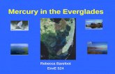 Mercury in the Everglades Rebecca Barefoot EnvE 524.