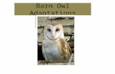 Barn Owl Adaptations. Eyesight  Large Eyes  Eyes do not move so heads must move to see.  Heads can turn 270 degrees  Very little light is needed for.
