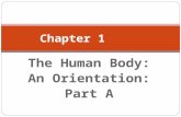 The Human Body: An Orientation: Part A Chapter 1.