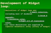 Development of Midgut loop:  Derivatives of midgut loop are: 1-Small intestine, including most of duodenum. 2-Cecum & appendix. 3-Ascending colon. 4-Right.