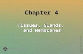 Copyright © 2004 Lippincott Williams & Wilkins Chapter 4 Tissues, Glands, and Membranes.